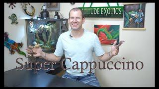 Everything you need to know about Cappuccino and Super Cappuccino Crested Geckos!