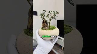 DIY Olive Bonsai  Would you try this?