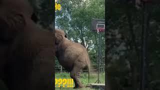 Amazing ElephantBasketball Dunk Shots | Elephant Dunk | Amazing Elephant Basketball Trick Shots