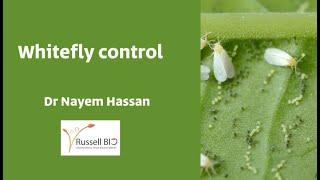 Biorational whitefly control Technique