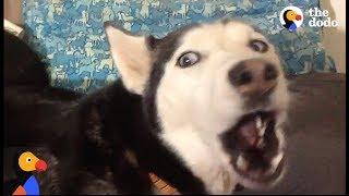 ANGRY Husky Can't Resist Singing Her Favorite Song | The Dodo