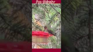 Hummingbirds arrive North Mountains #nature  #hummingbird #natureinspired