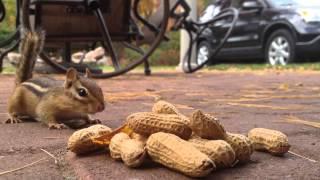 Chipmunks like peanuts!