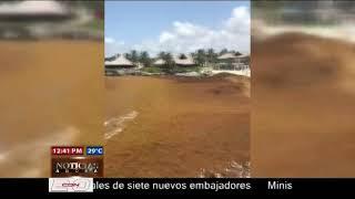 Playas de Cap Cana amanecieron repletas de sargazo