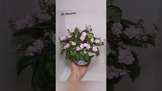 Трейлер DS-Жасмин  Очень цветливый и красивый сорт #фиалки