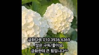 #금화다육 #라이브방송 #다육식물 #수입다육 #감사합니다.