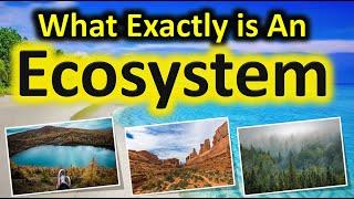 What is an Ecosystem | Definition