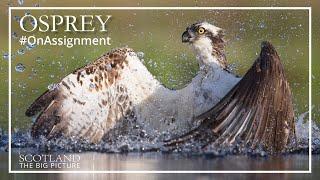 Osprey - On Assignment