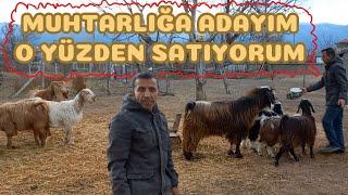 SATILIK KEÇİLER !! | Ev Ortamında Bakılmış Keçilerini Muhtar Adayı Olduğu İçin Satan Rafet Abi