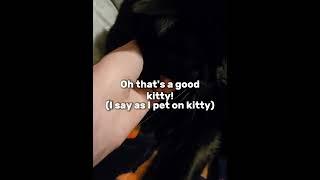 Cat cat #cat #catvideos #cats #catshorts #kitty #kittycat #kittykitty #smallyoutuber #smallyoutuber