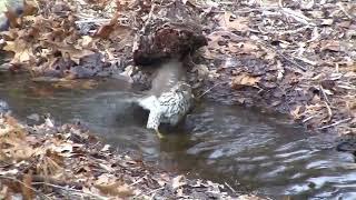 Cooper hawk, caugh takind a bath