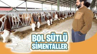 Bol Sütlü Simentaller | Eşref Şekerli