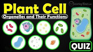 Plant Cell Organelles and Their Functions Quiz | Structure and Functions of Plant Cell Organelles