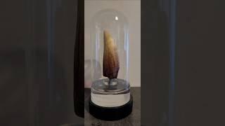 ELITE CREATURE COLLECTIBLES - Jurassic Park Screen Used T-Rex Tooth Reproduction 1:1 ECC