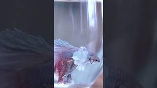 Full Moon Betta Fish  | #Full #Moon #fighter #fish #elephant #ear | Care, TankMates, Feeding |