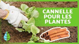 5 UTILISATIONS INCROYABLES de la CANNELLE pour les PLANTES  (BIENFAITS de la cannelle)