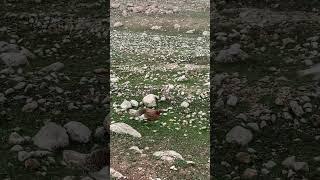 اشتركو بقناتي مربي الاغنام غنم جبل سنجار #sheep #dog #animal #dance #zoo