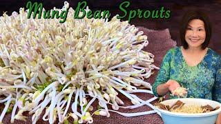 Cách trồng đậu xanh - Hướng dẫn đầy đủ với ba mẹo quan trọng