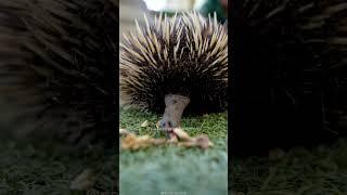 Meet the Echidna 