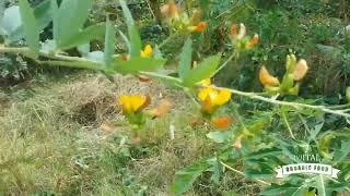 A foodforest kickstarter   Permaculture in Curacao (Curacao classics)