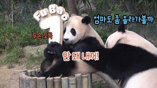 에버랜드 판다월드 ep44 "내 이름 예쁘지" 이름표 냠냠 하면서 귀욤미 발산 최대치 기록하는 아기판다 푸바오! BaBy Panda Fu Bao
