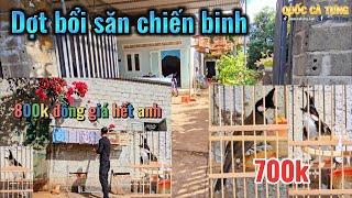 Săn chào mào bổi giá mềm và tuyển chim cho anh ở Sài Gòn quá hào phóng