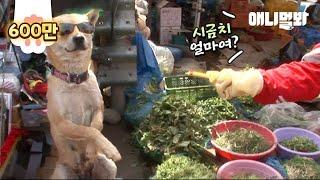 Jindo Dog Sells Vegetables By Herself