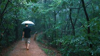 [4K] Rain Walking in the Forest. I walk endlessly in the rain in a dense forest.