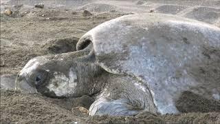 Sea Turtles Laying Eggs in Ostional National Wildlife Refuge, Costa Rica