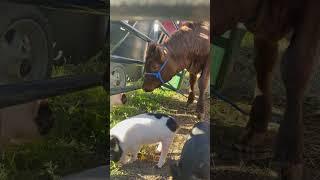 Kunekune piglets and calves. Making friends!