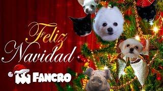 Jingle Bells (Navidad) - Cover Animales