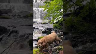 Hiking Cockapoo’s adorable waterfall adventure #puppy #hiking #dog #k9 #puppy #doglover #hiker