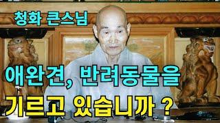 애완견 애완고양이 애완동물들을 기를 때의 마음자세 | 청화스님 법문