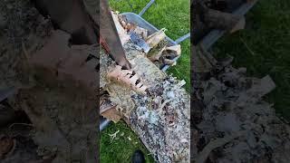 splitting some birch with the hydrolic wood splitter. #woodsplitter #firewood #hydrolicpress #garden