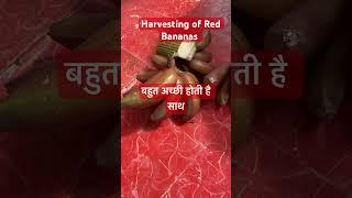 ￼Harvesting of Red Bananas #redbanana  #banana