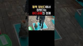 와 앞바다에 이런게 잡힌다고?! 진짜 말도안돼...