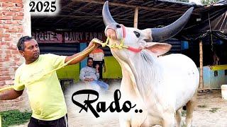 Biggest kankrej Rado of Sadique dairy farm 2025 #kankarej #kankrej #kankraj #gowalbari #trending #ox