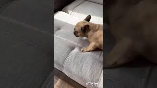 собака недовольная...