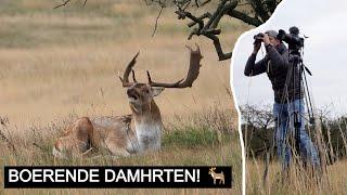 Vlog #229: Damherten bronst in de Amsterdamse Waterleidingduinen | Nikon P1000