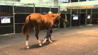 Lot 214 - Cape Premier Yearling Sale