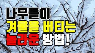 나무는 어떻게 겨울을 버틸까? (+공지사항)