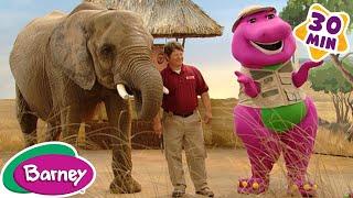 Animal Fun with Barney | Taking Care of Animals Compilation | Barney the Dinosaur