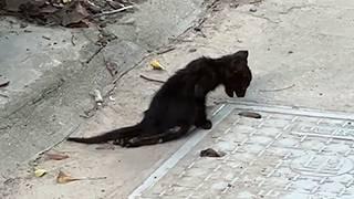 A black cat with paralyzed legs struggled in the grass. After being rescued, reborn and transformed.