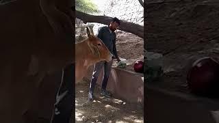 pls sapoot doston #animals #smarthelping #reels #doglover #cow #viral #cowvideos