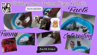 Taking Our Guinea Pigs A Bath