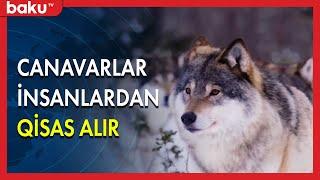 Canavarlar insanlardan qisas alır - BAKU TV