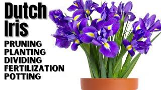 Dutch Iris Planting And Care | Complete Guide From Bulbs To Division