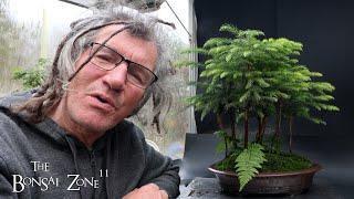 Pruning My Norfolk Island Pine Forest, The Bonsai Zone, Nov 2024