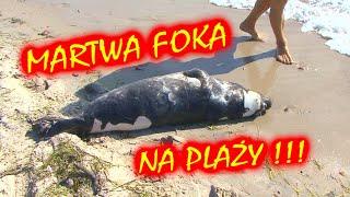 Martwa foka na plaży!  Mechelinki k. Gdyni.  Trwa poszukiwanie przyczyn