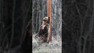 Wildlife Photography Grizzly Blondie & 2 #shorts #bear #best #wildlife  #nature #naturephotography